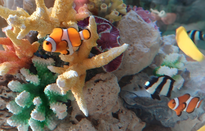 クラウンアネモネフィッシュ Orange Clownfish カクレクマノミ ニモ ぼちぼち美術館